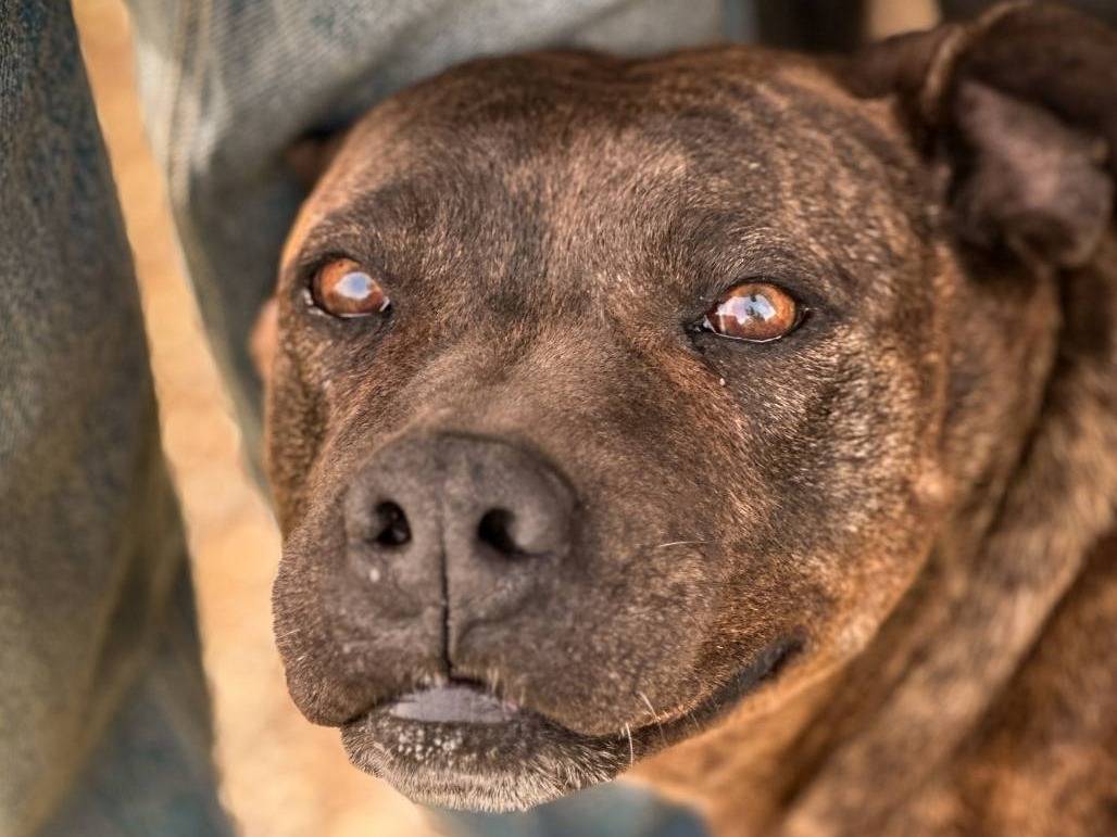Adozione cane, femmina, Pitbull Razza sconosciuta, 9 anni  e 8 mesi , taglia media, Crotone
