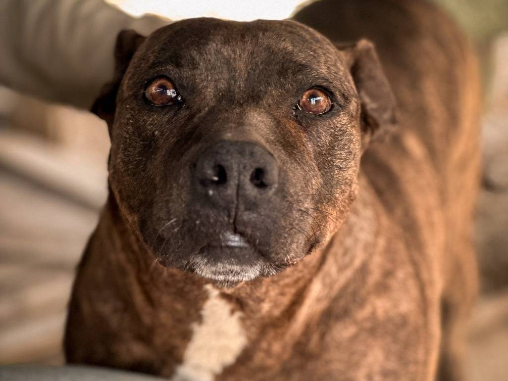 Adotta un cane, femmina, 9 anni  e 8 mesi , Crotone