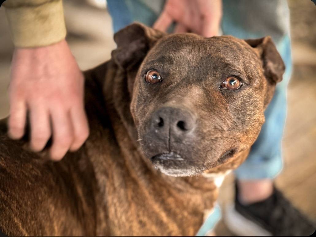 Adotta un cane, taglia media, femmina, Crotone