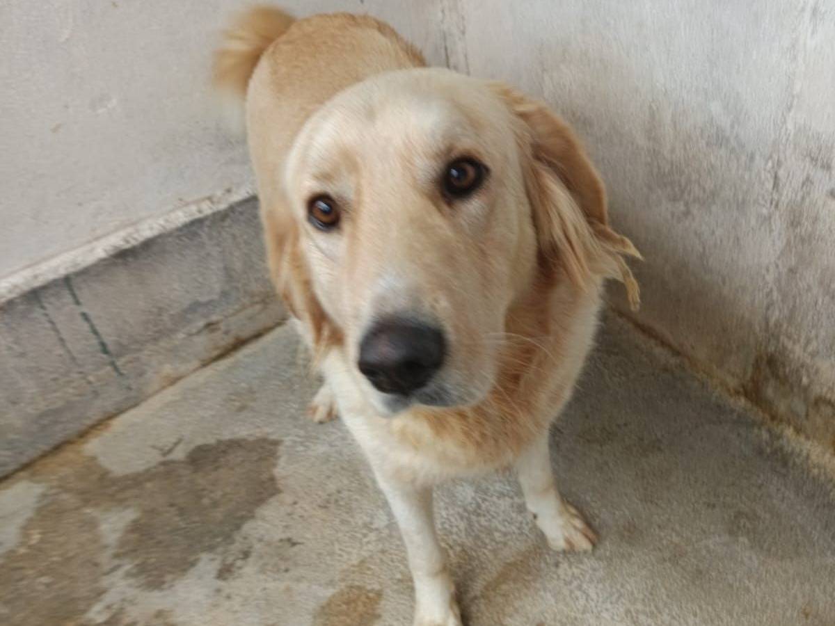 Adozione cane, maschio, Golden Retriever Razza sconosciuta, 2 anni  e 8 mesi , taglia media, Crotone