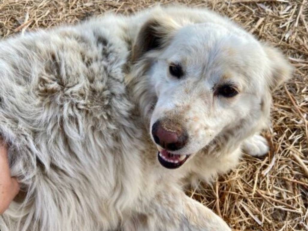 Adotta un cane, maschio, 10 anni  e 10 mesi , Crotone