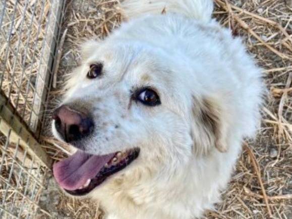Adotta un cane, taglia media, maschio, Crotone