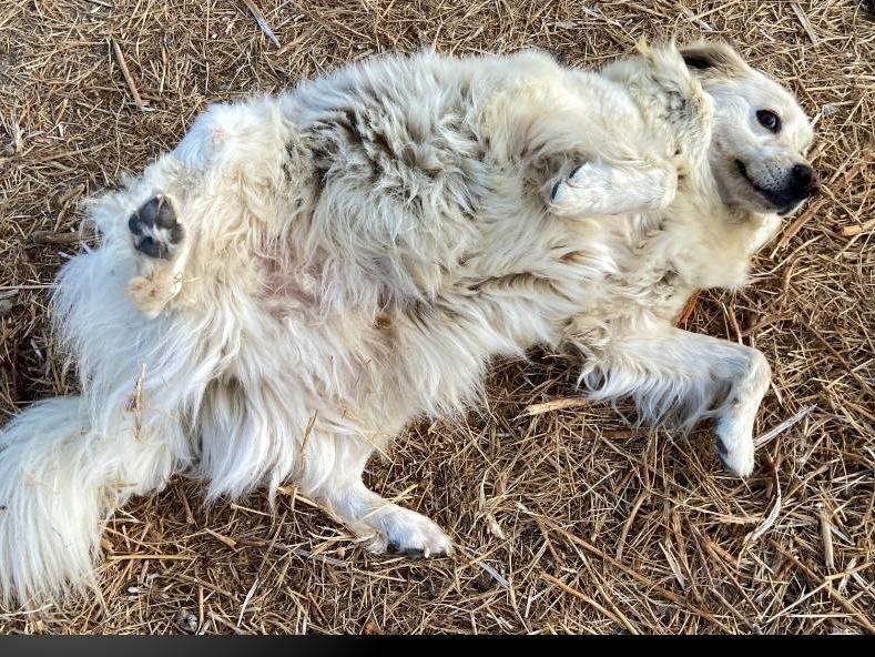 Vuoi adottare un cane a Crotone?