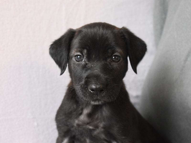 Foto dell'animale