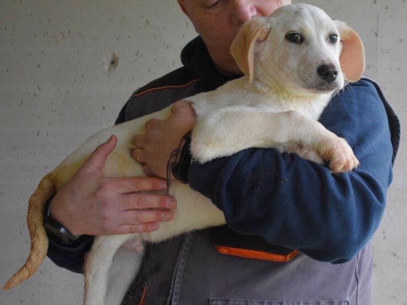 Adotta un cane, maschio, 7 mesi, Roma