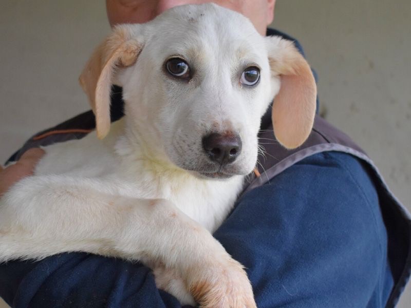Adotta un cane, taglia media contenuta, maschio, Roma