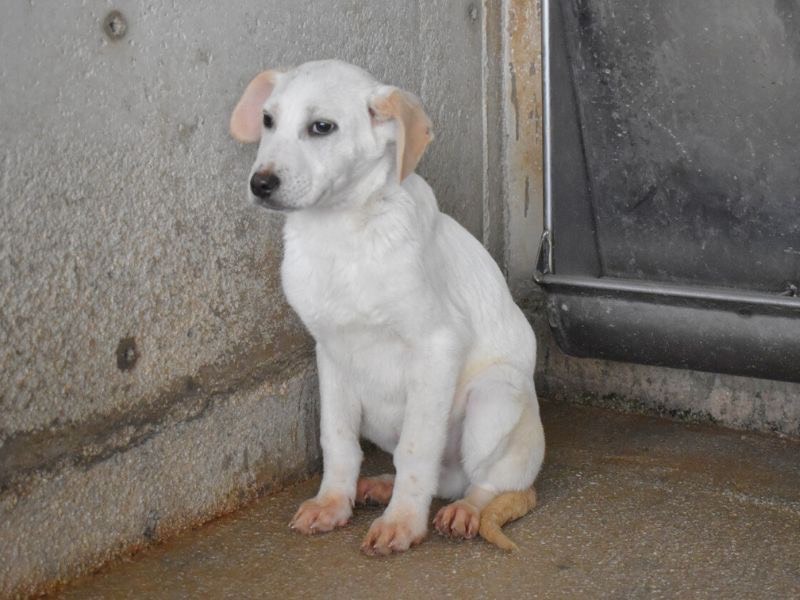 Vuoi adottare un cane a Roma?