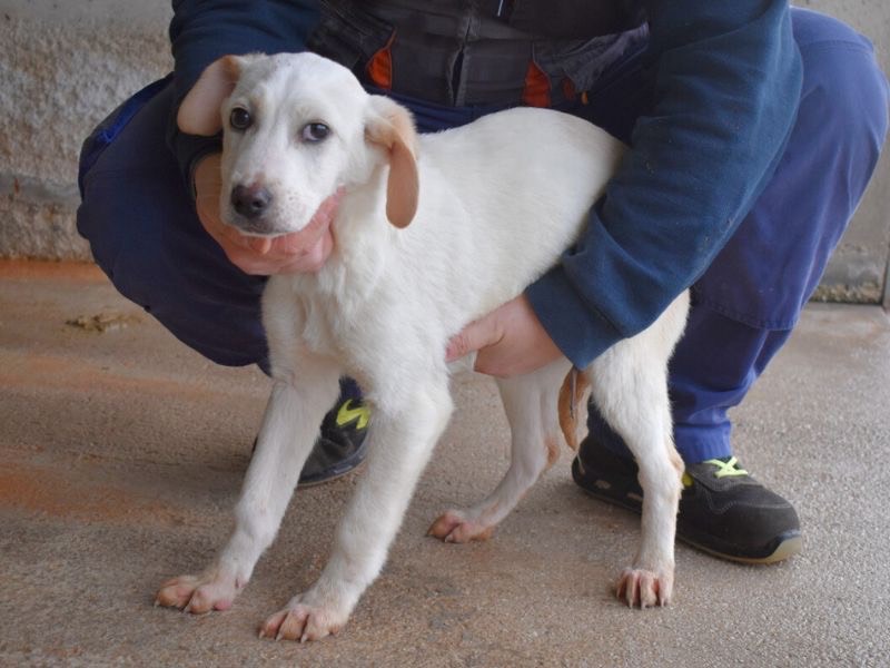 Adotta il cane Radford a Roma