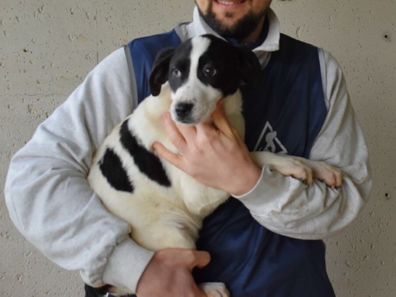 Adotta un cane, femmina, 7 mesi, Roma