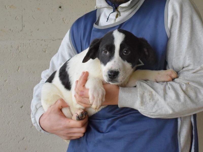 Adotta un cane, taglia media contenuta, femmina, Roma