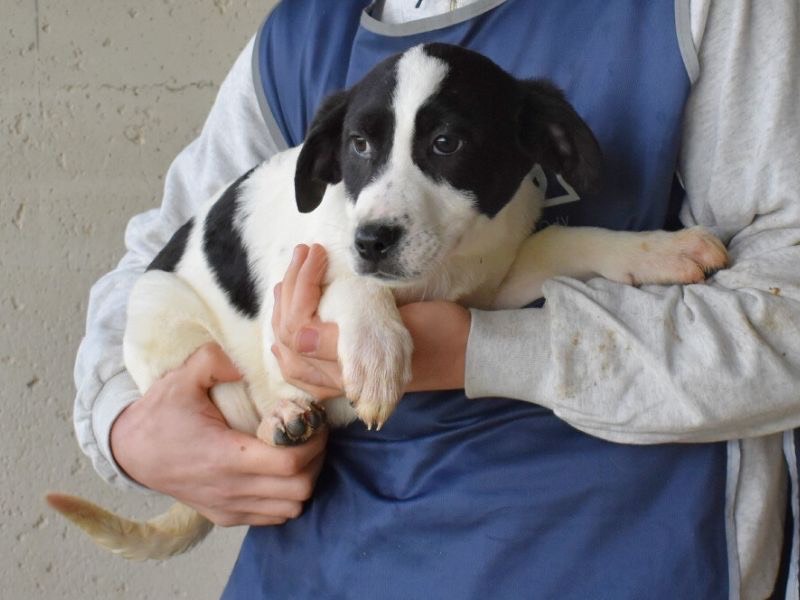 Vuoi adottare un cane a Roma?