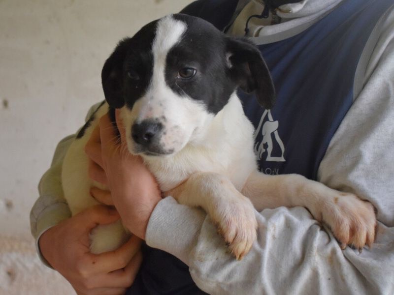 Adotta il cane Raakel  a Roma