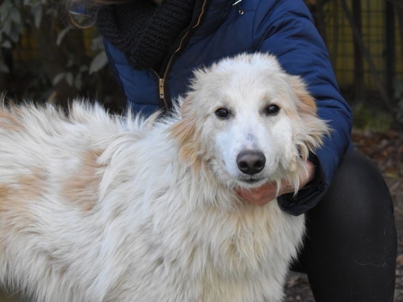 Adotta un cane, femmina, 11 mesi, Roma