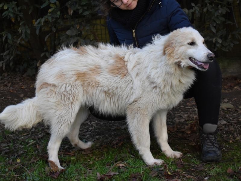 Adotta un cane, taglia grande, femmina, Roma