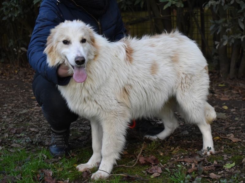 Vuoi adottare un cane a Roma?