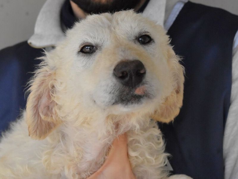 Adozione cane, femmina, Razza sconosciuta Razza sconosciuta, 4 mesi, taglia grande, Roma