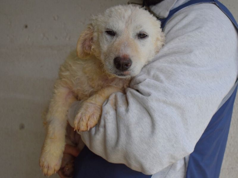 Adotta un cane, femmina, 4 mesi, Roma