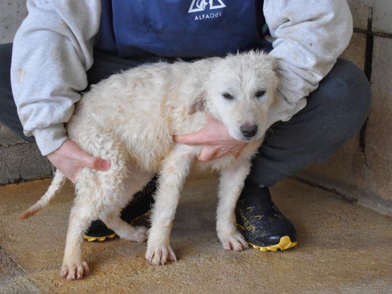 Adotta un cane, taglia grande, femmina, Roma