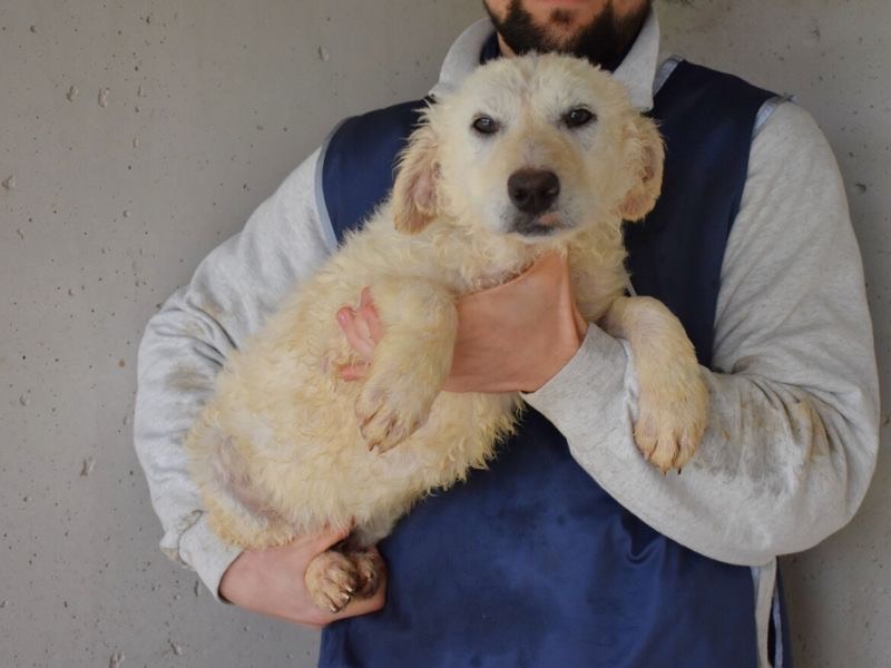 Vuoi adottare un cane a Roma?