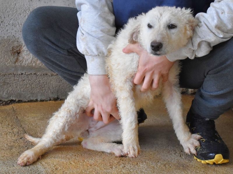Adotta il cane Adryelle  a Roma