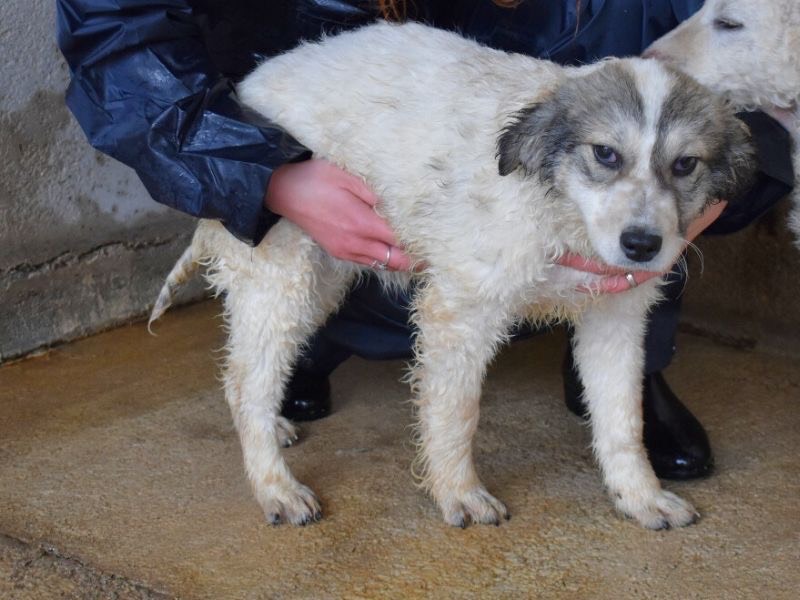 Adotta un cane, femmina, 6 mesi, Roma