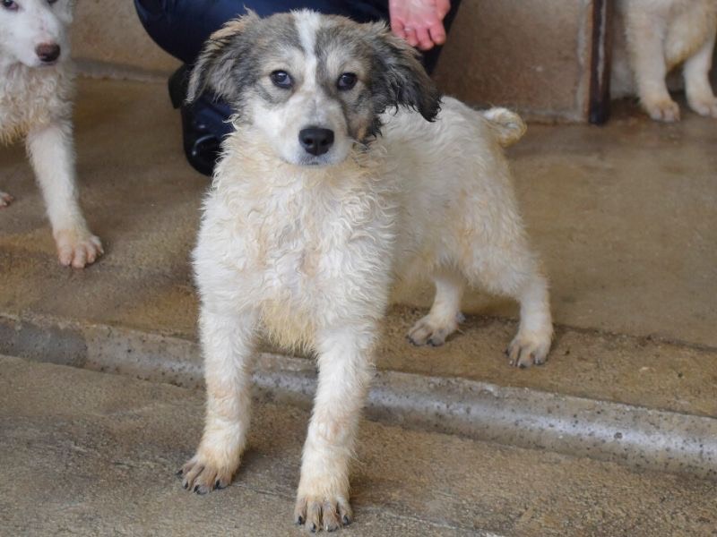 Adotta un cane, taglia grande, femmina, Roma