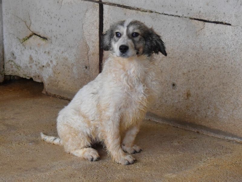 Vuoi adottare un cane a Roma?