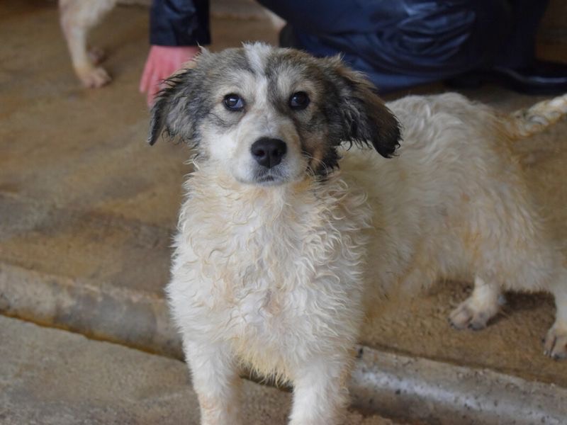 Adotta il cane Adelyna  a Roma
