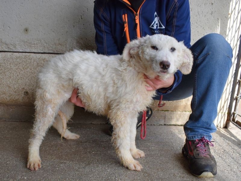 Adotta il cane Abreena  a Roma