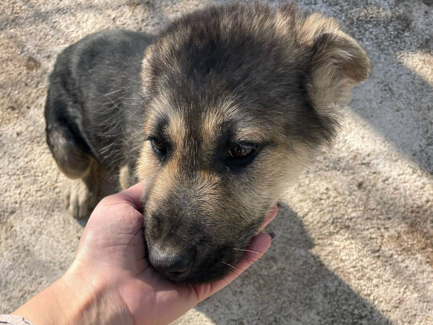 Adotta un cane, femmina, 1 anno e 3 mesi, Frosinone