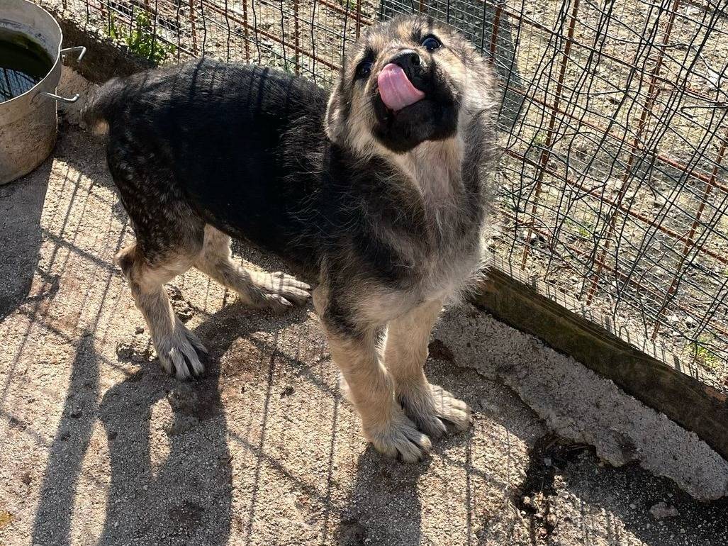 Adotta un cane, taglia grande, femmina, Frosinone