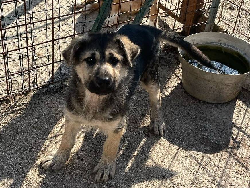 Vuoi adottare un cane a Frosinone?