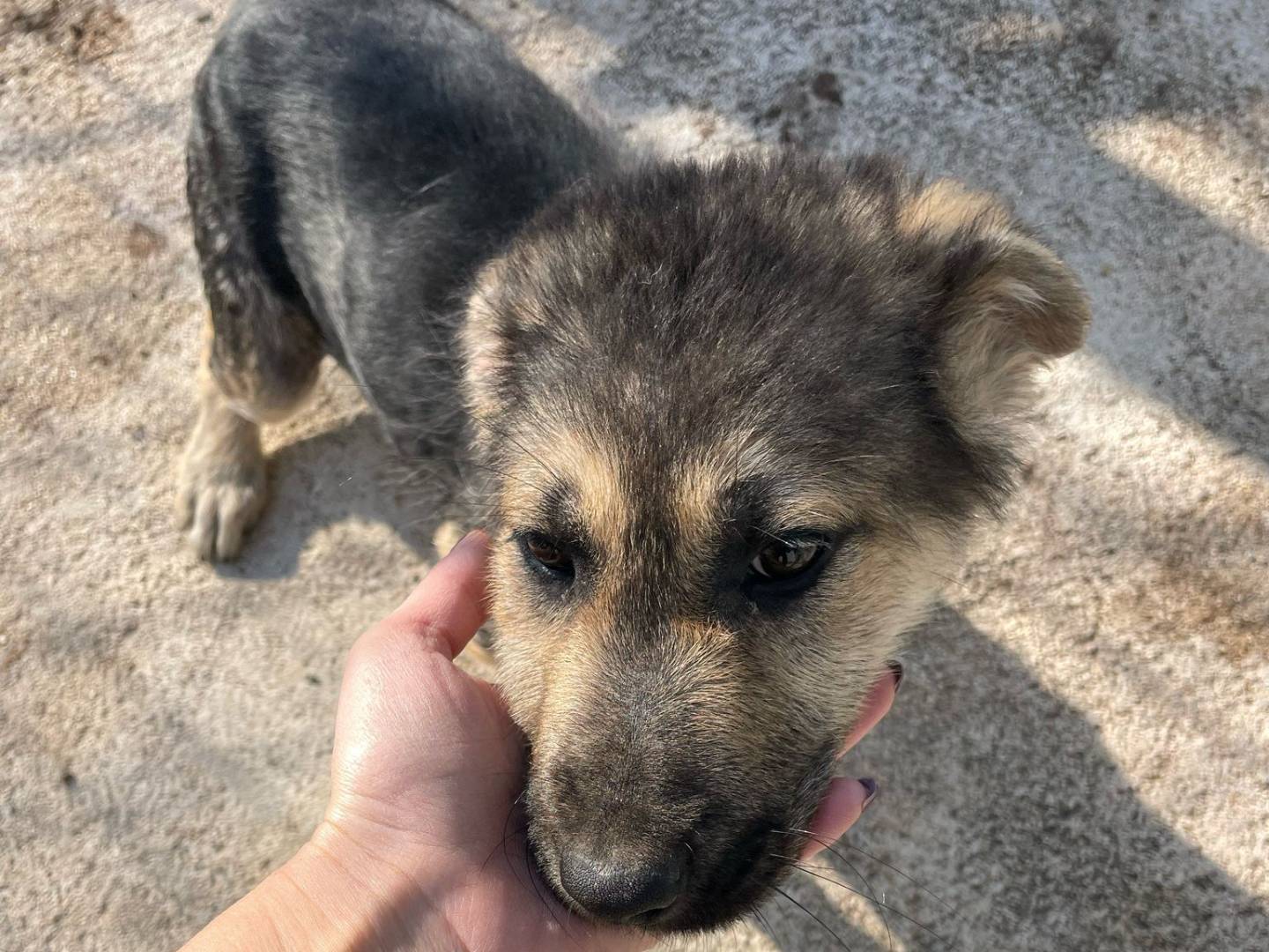 Adotta il cane MERINGA a Frosinone