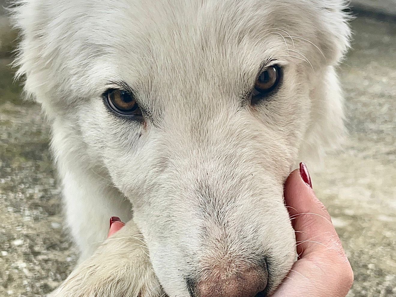 Adotta un cane, maschio, 6 mesi, Pescara