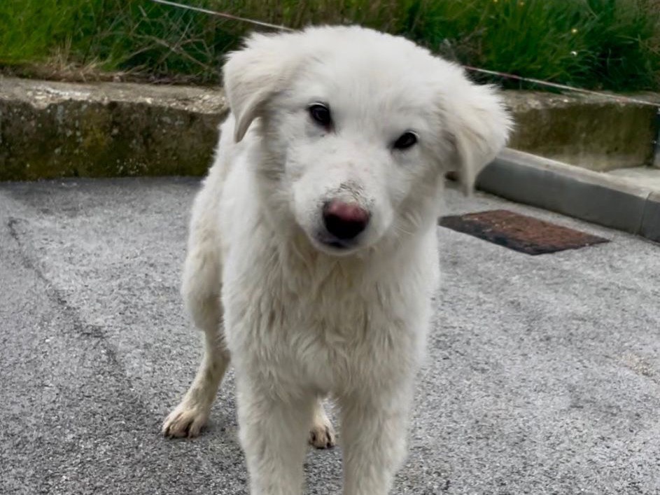 Adotta un cane, taglia grande, maschio, Pescara