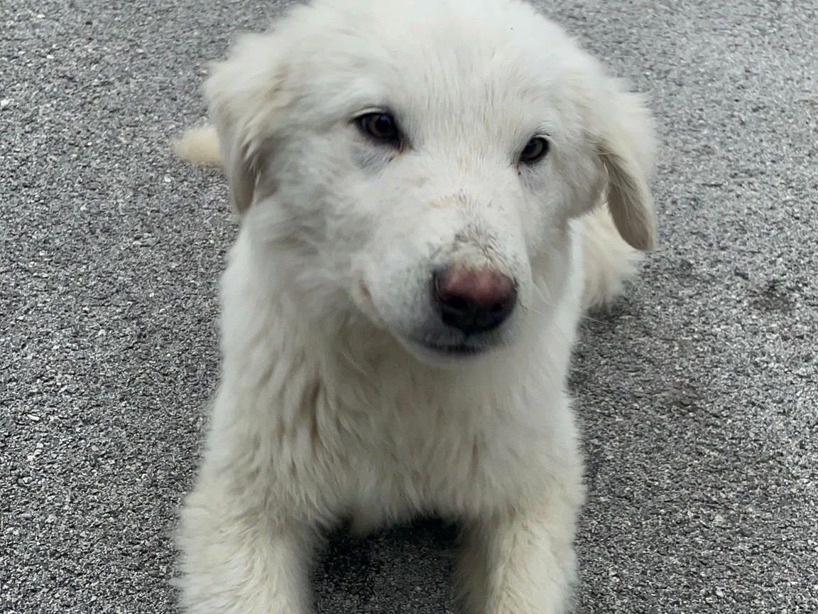 Vuoi adottare un cane a Pescara?