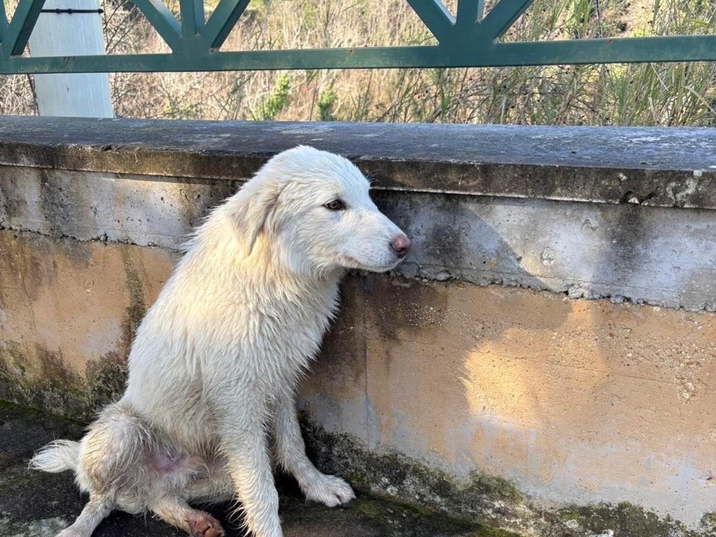 Adotta il cane Auro  a Pescara