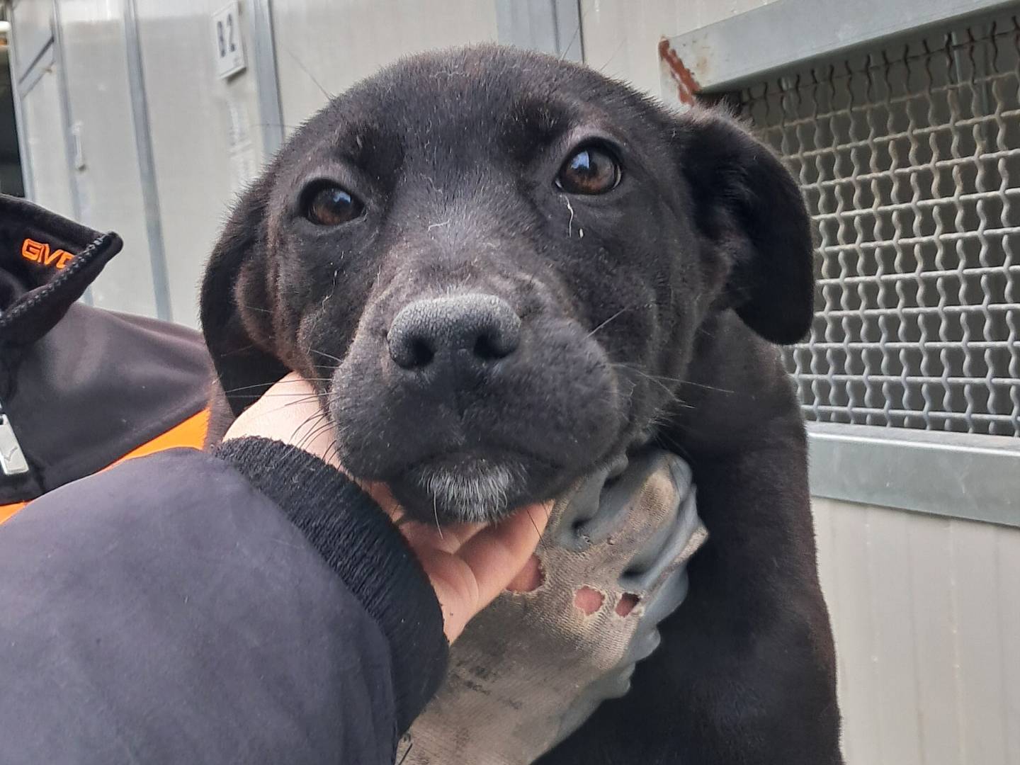 Foto dell'animale