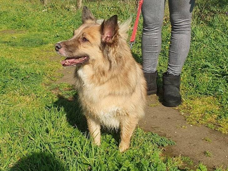 Adotta un cane, taglia media contenuta, maschio, Roma
