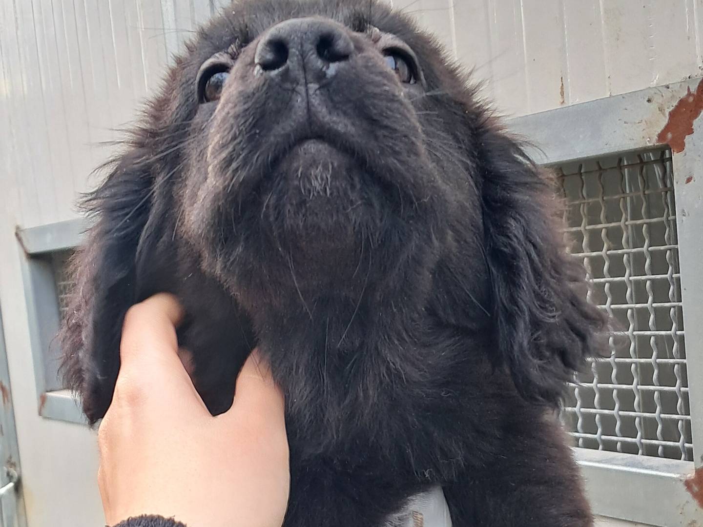 Adotta un cane, taglia media, maschio, Agrigento