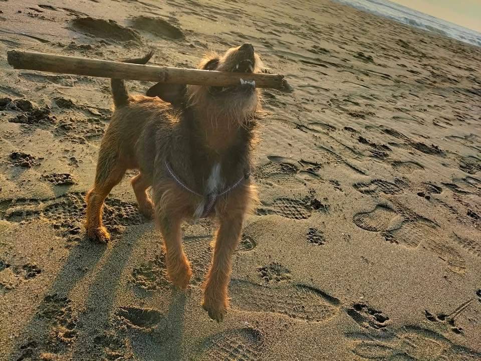 Adotta un cane, taglia media contenuta, maschio, Roma