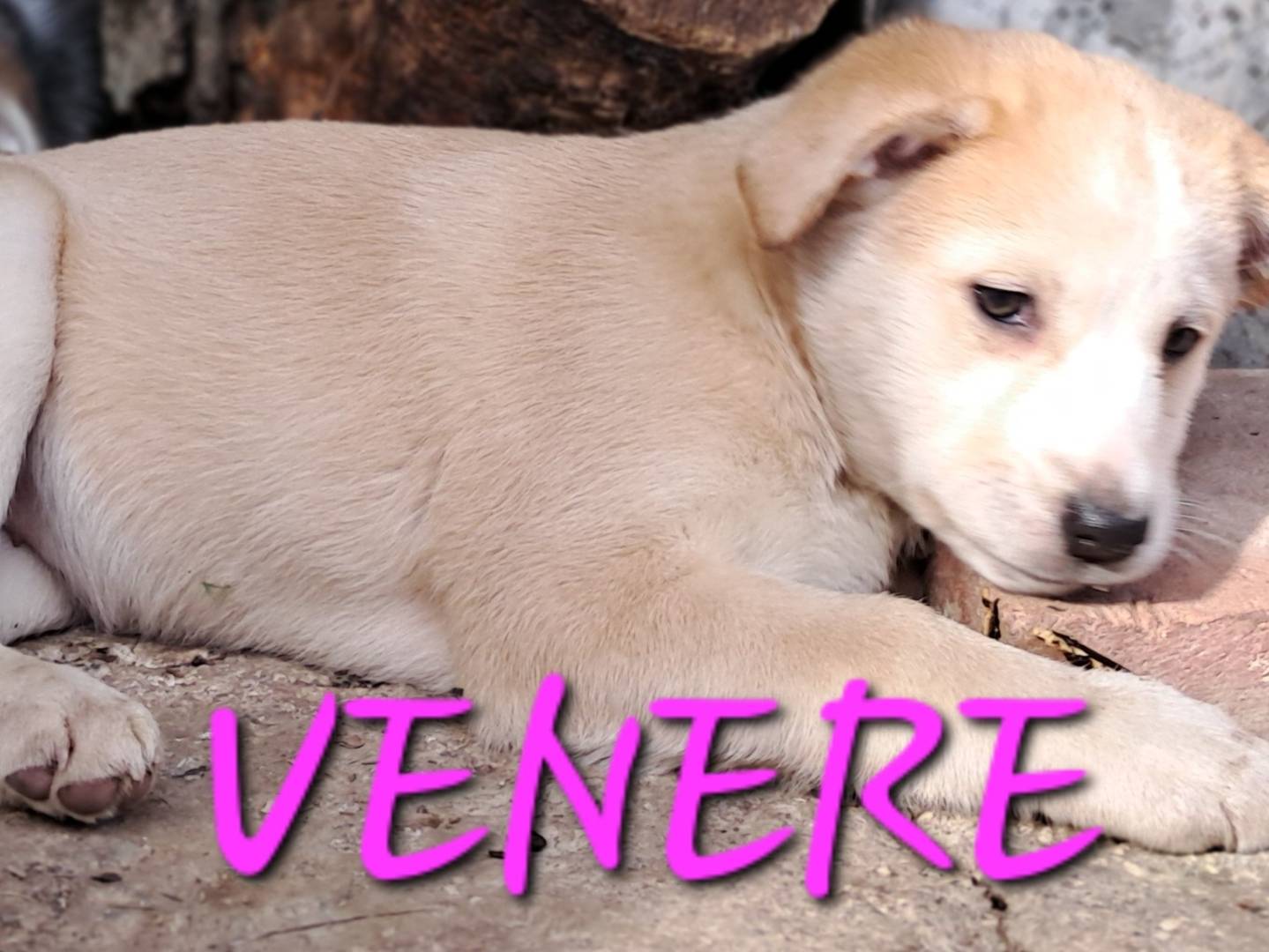 Foto dell'animale