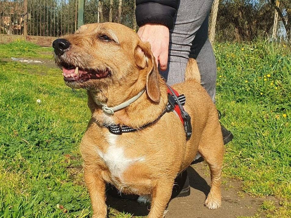 Adotta un cane, taglia media contenuta, maschio, Roma