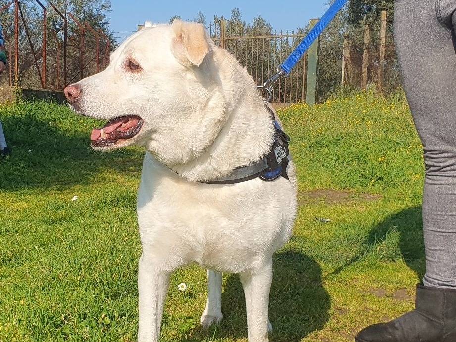 Adotta un cane, femmina, 8 anni , Roma