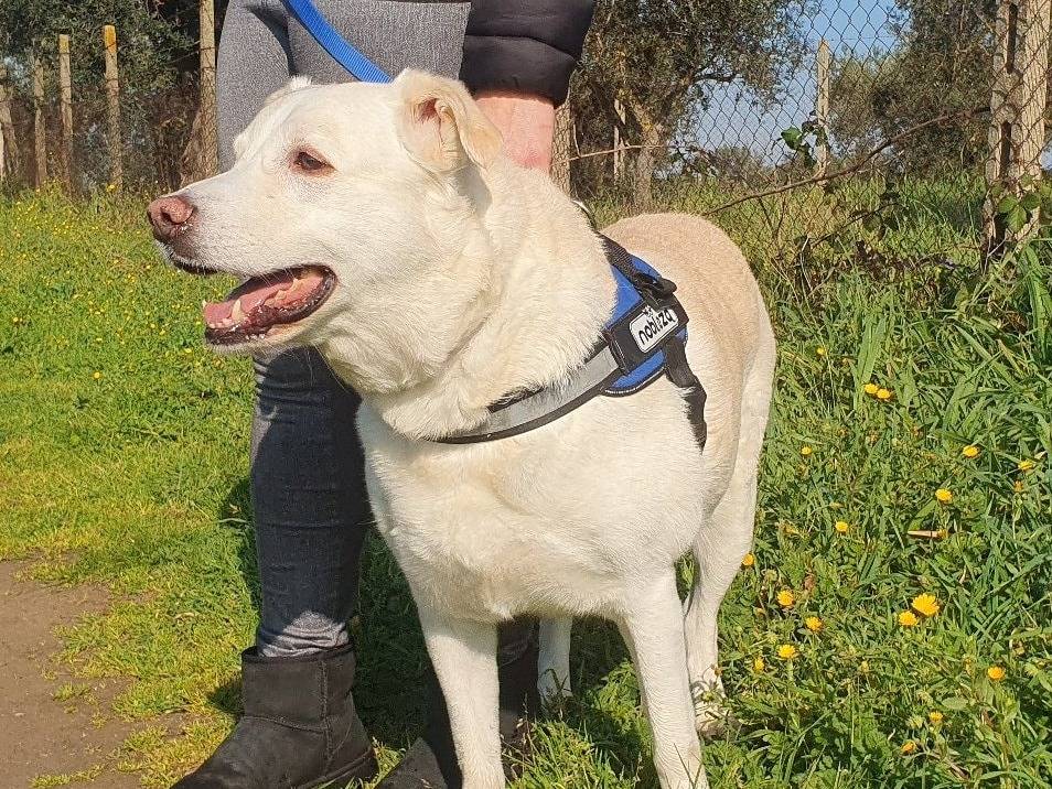 Adotta un cane, taglia grande, femmina, Roma
