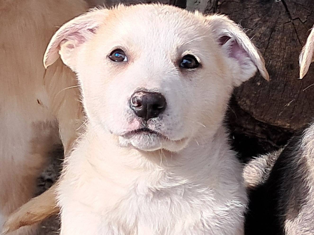 Adozione cane, femmina, Razza sconosciuta Razza sconosciuta, 2 mesi, taglia media, Caserta