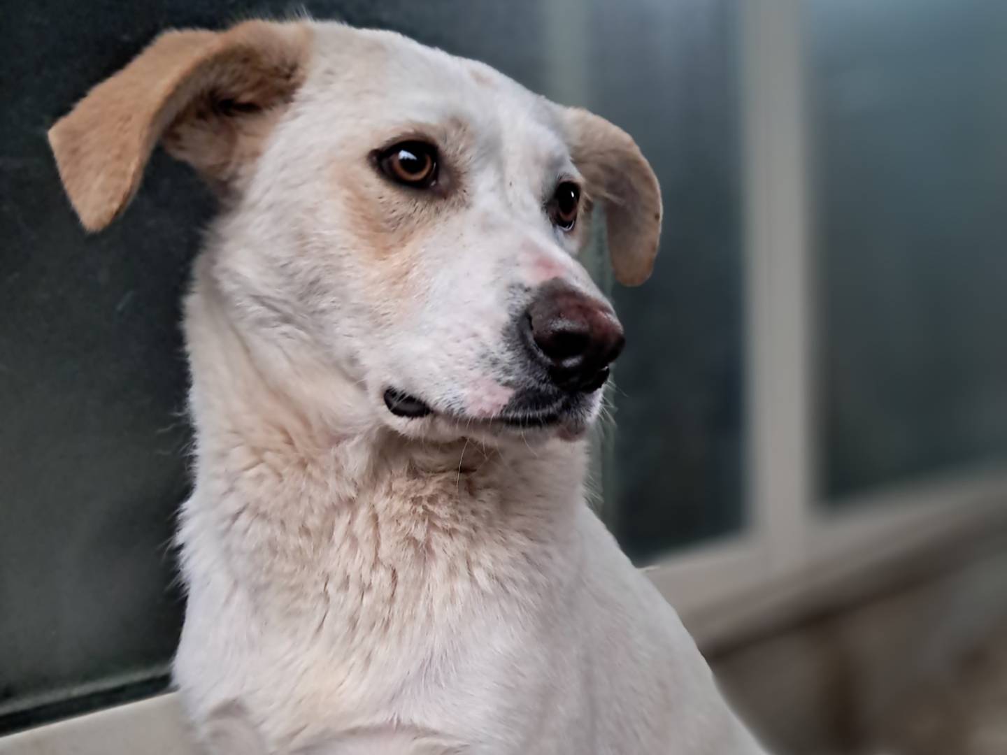 Foto dell'animale