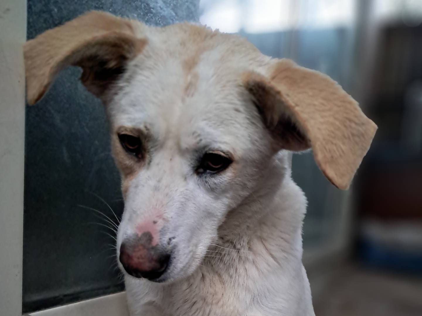 Adotta un cane, femmina, 1 anno e 9 mesi , Caserta