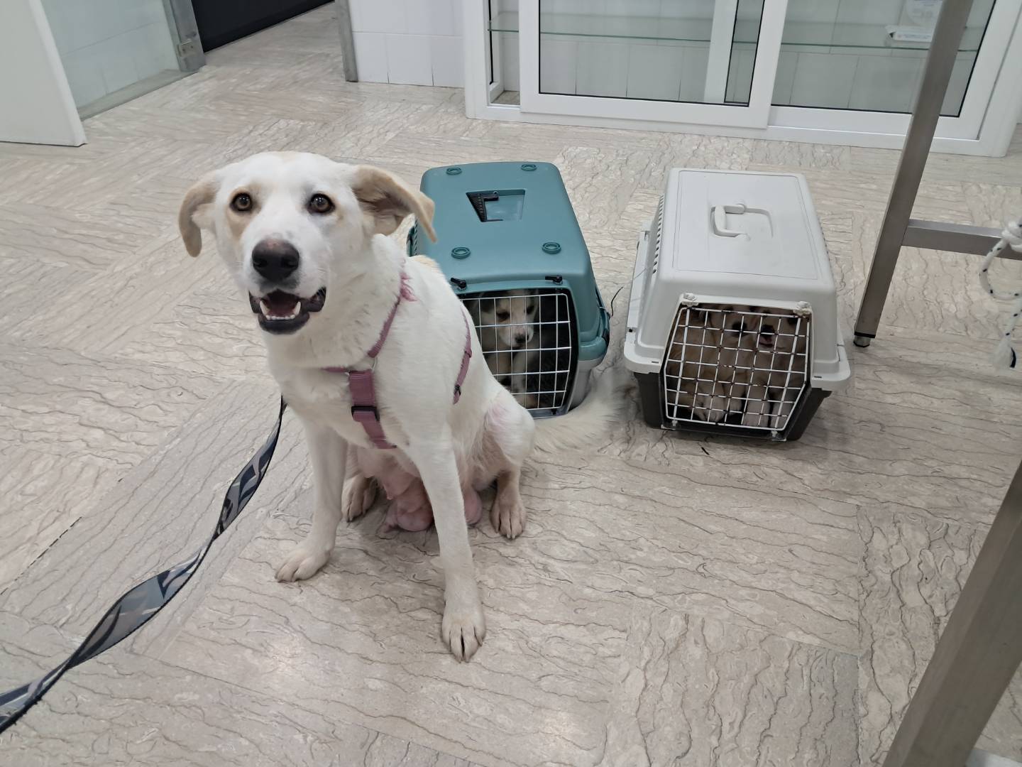 Adotta un cane, taglia media, femmina, Caserta