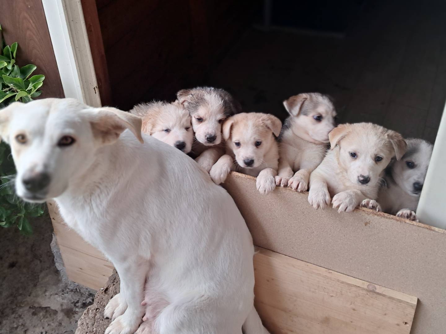 Vuoi adottare un cane a Caserta?